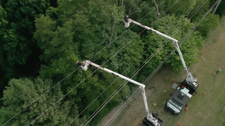How Our Tree Care Process Works  in  Winnsboro, TX